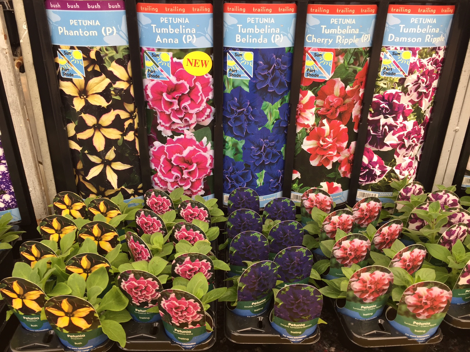 Kinder Garden Starter Plants Nareys