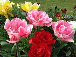 Bulbs in flower