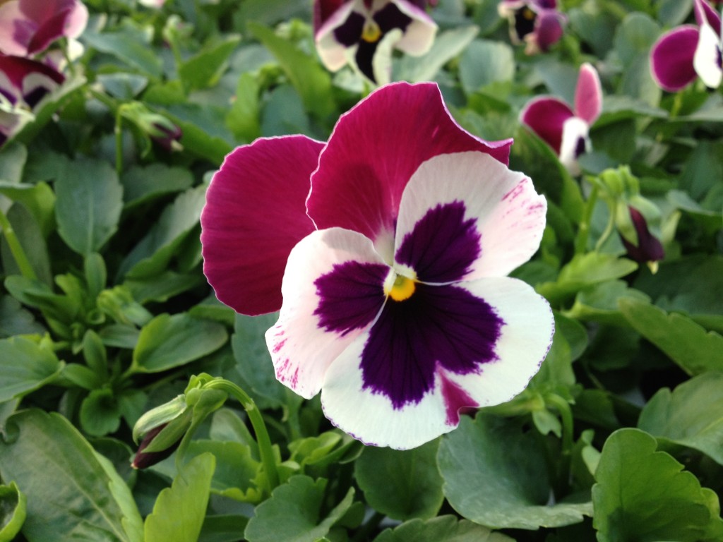 Winter Flowering Pansies Nareys