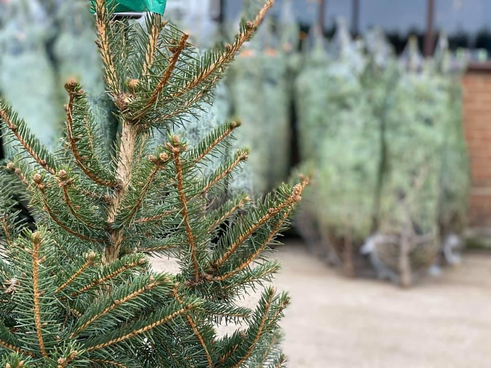 Christmas Trees Now On Sale Nareys
